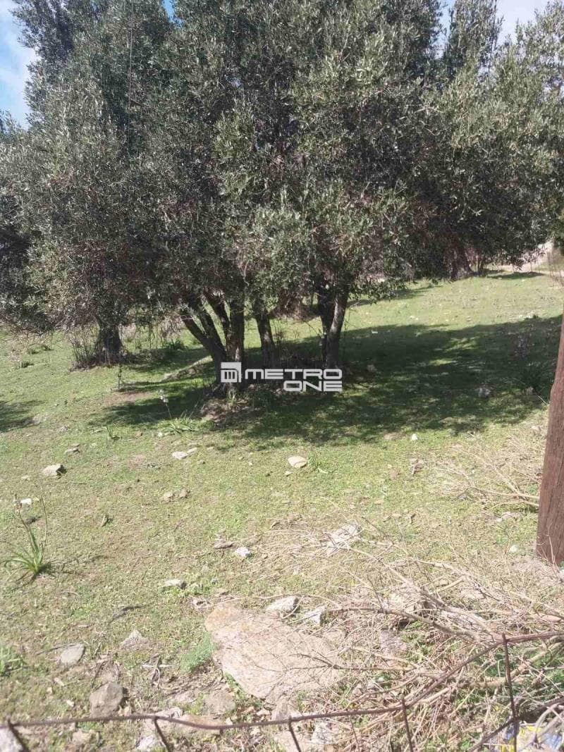 Parcel in Pitrofos, Andros — Photo 7 of 28