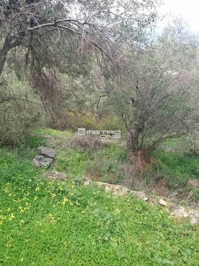 Parcel in Ano Aprovato, Andros — Photo 13 of 20