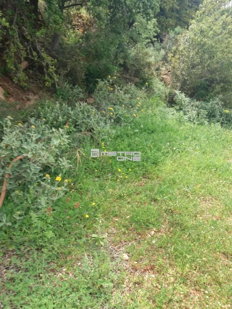 Parcel in Ano Aprovato, Andros — Photo 18 of 20