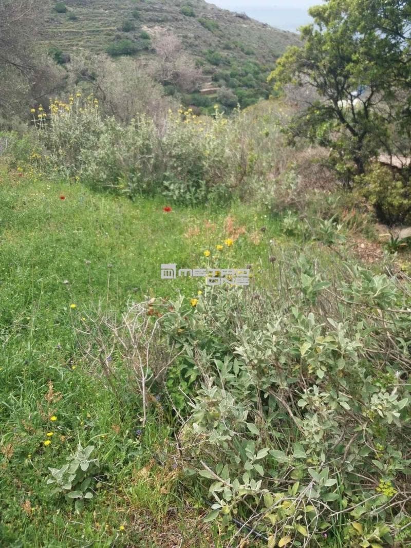 Parcel in Ano Aprovato, Andros — Photo 4 of 20