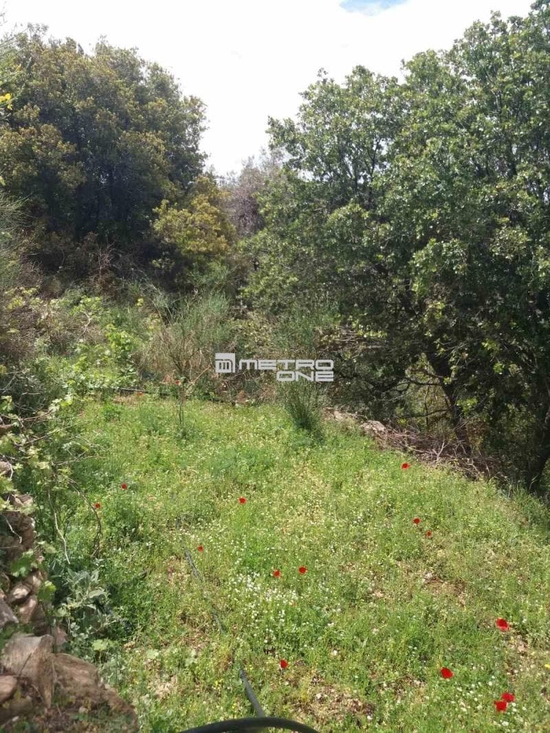 Parcel in Ano Aprovato, Andros — Photo 8 of 20