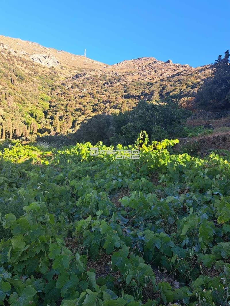 Μονοκατοικία στην Αλαδινό, Άνδρος — Φωτογραφία 19 από 30