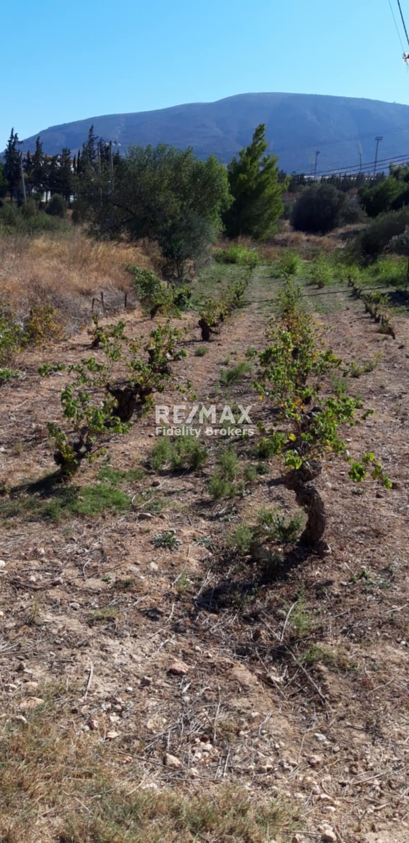 Parcel in Agia Triada, Markopoulo — Photo 3 of 6