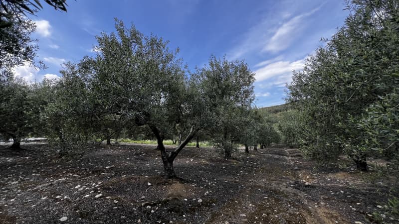 Building Plot in Kappariana, Moires — Photo 9 of 10