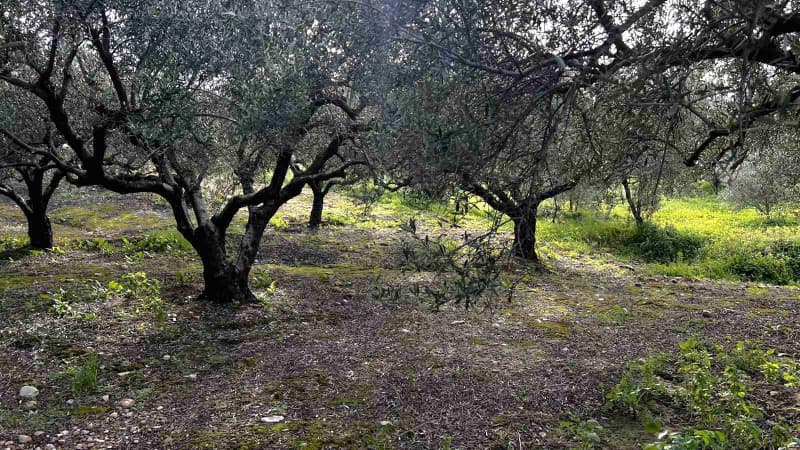 Building Plot in Kappariana, Moires — Photo 4 of 10