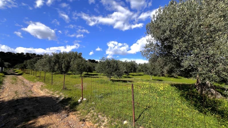 Parcel in Kappariana, Moires — Photo 4 of 4