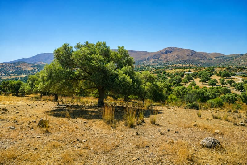 Αγροτεμάχιο στην Πιτσίδια, Τυμπάκι — Φωτογραφία 2 από 8