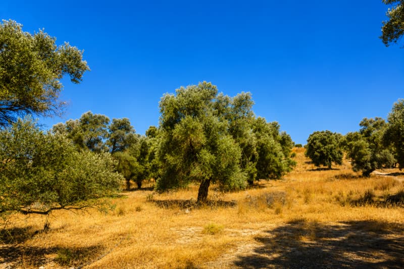 Αγροτεμάχιο στην Πιτσίδια, Τυμπάκι — Φωτογραφία 7 από 8