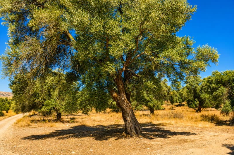 Αγροτεμάχιο στην Πιτσίδια, Τυμπάκι — Φωτογραφία 5 από 8