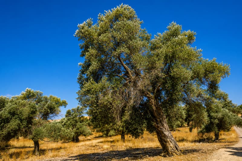 Αγροτεμάχιο στην Πιτσίδια, Τυμπάκι — Φωτογραφία 6 από 8