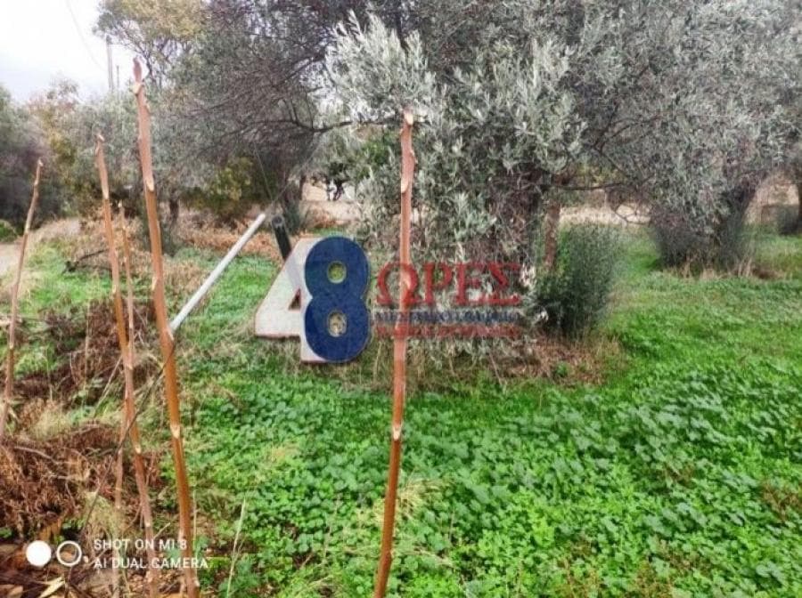 Οικόπεδο στην Άγιος Μηνάς, Χίος — Φωτογραφία 6 από 19