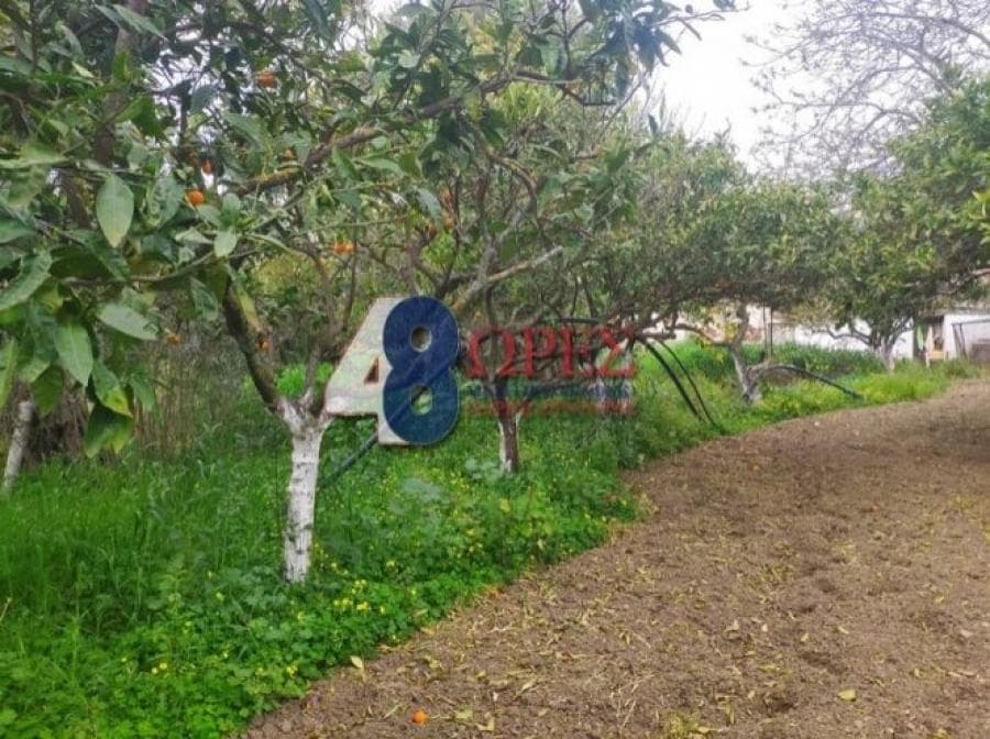 Οικόπεδο στην Καμποχώρια, Χίος — Φωτογραφία 4 από 9