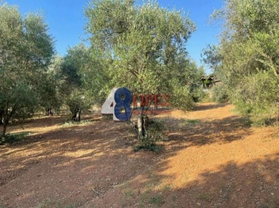Οικόπεδο στην Άγιος Μηνάς, Χίος — Φωτογραφία 16 από 25