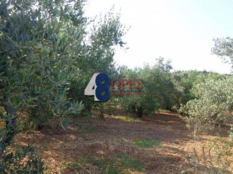 Οικόπεδο στην Άγιος Μηνάς, Χίος — Φωτογραφία 3 από 25