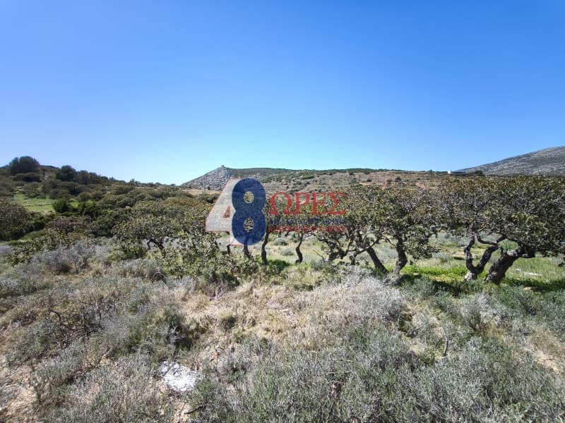 Οικόπεδο στην Μαστιχοχώρια, Χίος — Φωτογραφία 17 από 30