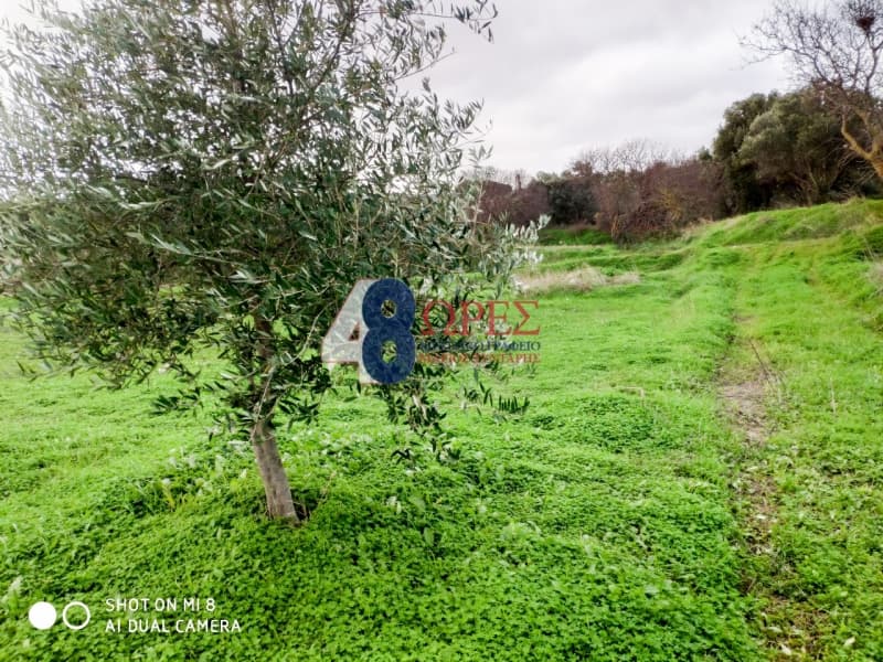 Αγροτεμάχιο στην Άγιος Μηνάς, Χίος — Φωτογραφία 3 από 4