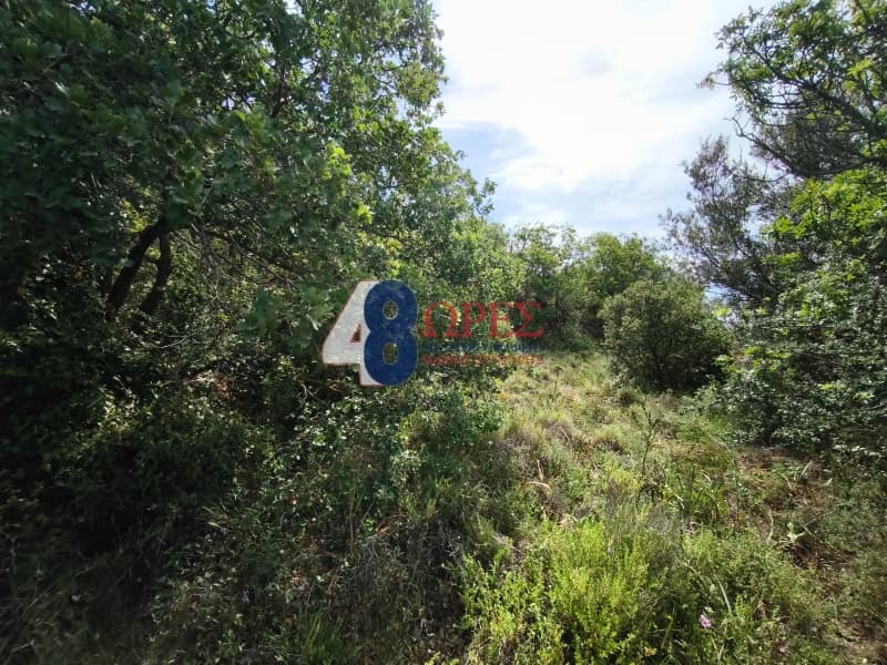 Αγροτεμάχιο στην Άγιος Μηνάς, Χίος — Φωτογραφία 3 από 6