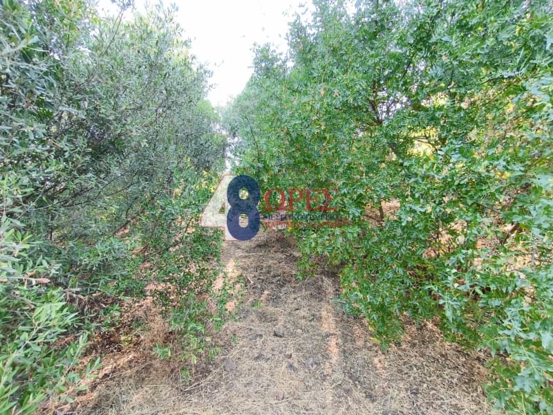 Οικόπεδο στην Άγιος Μηνάς, Χίος — Φωτογραφία 12 από 14