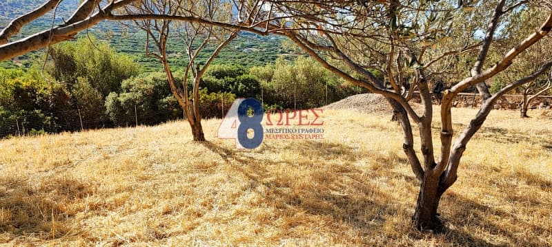 Parcel in Mastichochoria, Chios — Photo 1 of 12