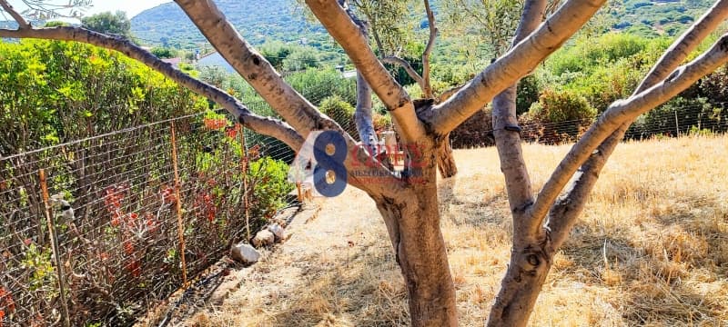 Parcel in Mastichochoria, Chios — Photo 5 of 12