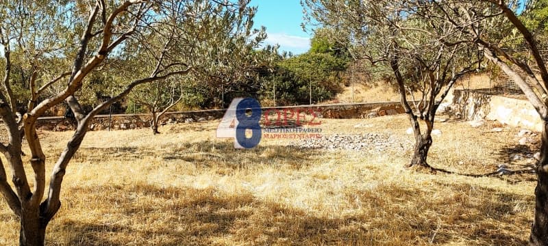 Parcel in Mastichochoria, Chios — Photo 2 of 12