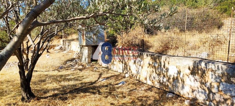 Parcel in Mastichochoria, Chios — Photo 3 of 12