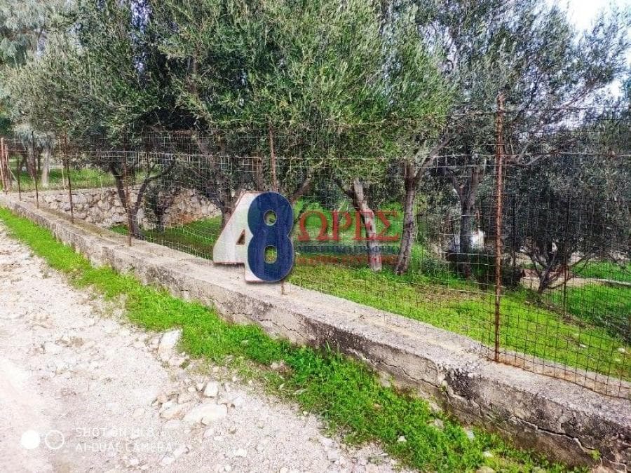 Parcel in Mastichochoria, Chios — Photo 11 of 12