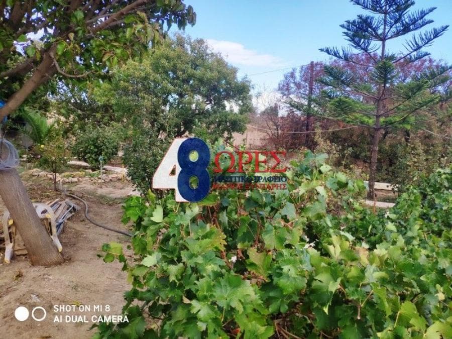 Parcel in Agios Minas, Chios — Photo 6 of 16
