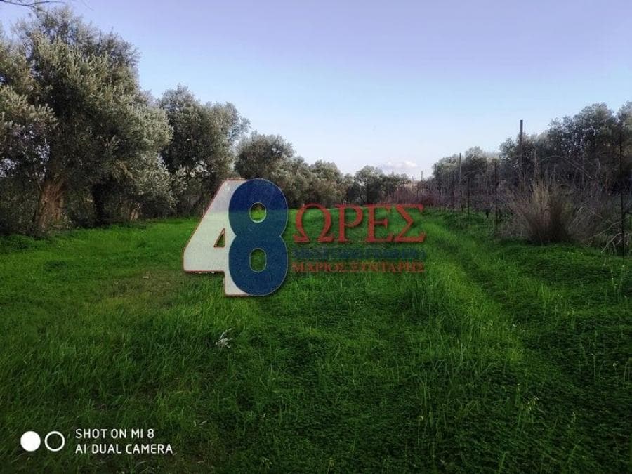 Αγροτεμάχιο στην Άγιος Μηνάς, Χίος — Φωτογραφία 3 από 7