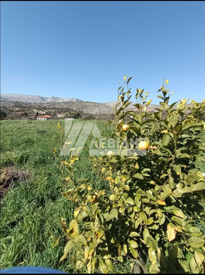 Οικόπεδο στην Καμποχώρια, Χίος — Φωτογραφία 7 από 7