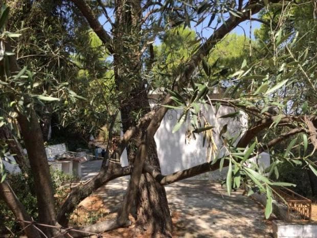 Building Plot in Center, Penteli — Photo 4 of 10
