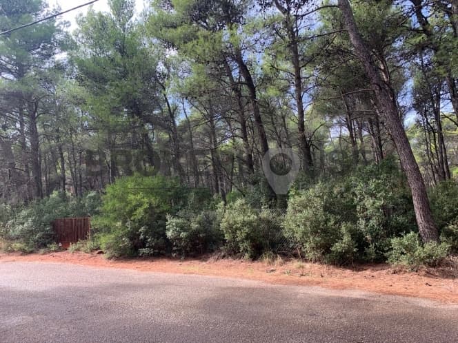 Building Plot in Agia Triada, Afidnes — Photo 3 of 6