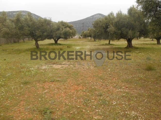 Αγροτεμάχιο στην Λαμπρικά, Κορωπί — Φωτογραφία 5 από 10