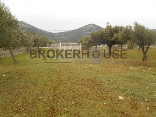 Αγροτεμάχιο στην Λαμπρικά, Κορωπί — Φωτογραφία 7 από 10
