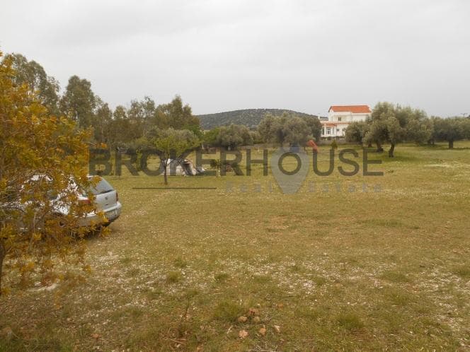 Αγροτεμάχιο στην Λαμπρικά, Κορωπί — Φωτογραφία 9 από 10