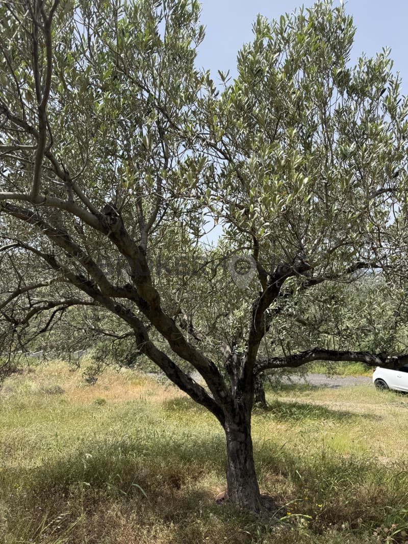 Μονοκατοικία στην Μητροπήσι, Κερατέα — Φωτογραφία 19 από 21