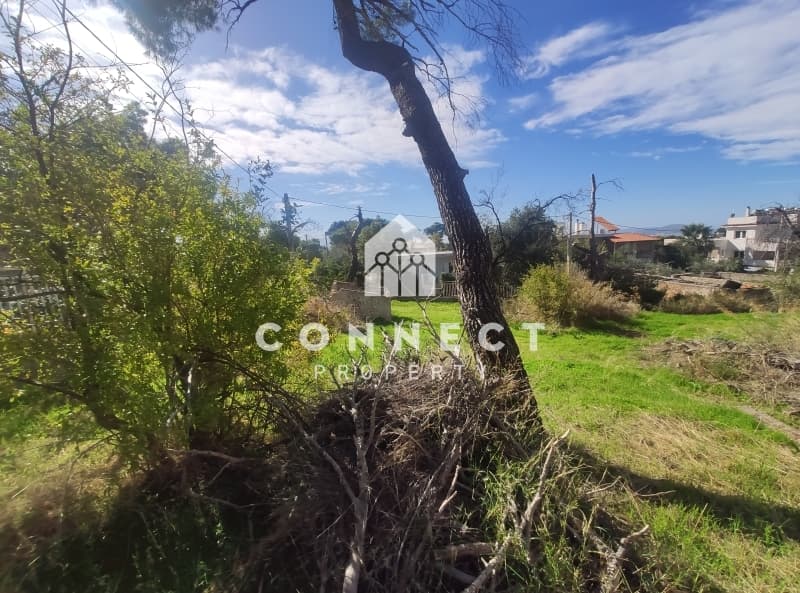 Building Plot in Megala Sxoinia A, Acharnes — Photo 4 of 15