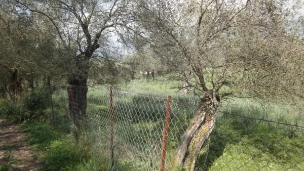 Building Plot in Pareli, Corfu — Photo 2 of 14