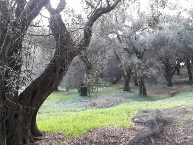 Αγροτεμάχιο στην Άγιος Γεώργιος, Κέρκυρα — Φωτογραφία 6 από 18
