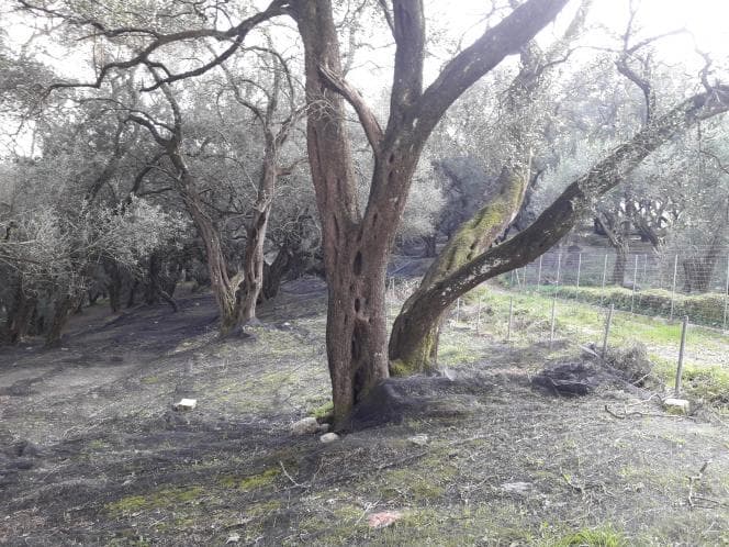 Αγροτεμάχιο στην Άγιος Γεώργιος, Κέρκυρα — Φωτογραφία 15 από 18