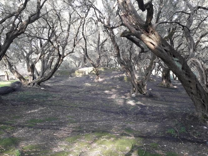 Αγροτεμάχιο στην Άγιος Γεώργιος, Κέρκυρα — Φωτογραφία 17 από 18