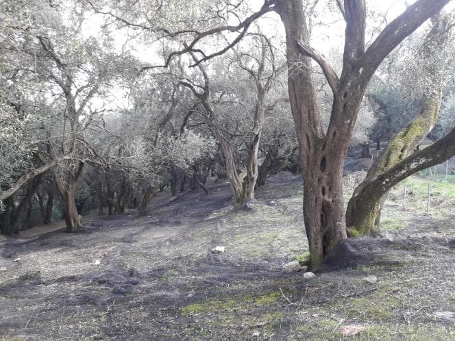 Αγροτεμάχιο στην Άγιος Γεώργιος, Κέρκυρα — Φωτογραφία 14 από 18