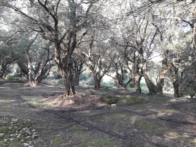 Αγροτεμάχιο στην Άγιος Γεώργιος, Κέρκυρα — Φωτογραφία 10 από 18