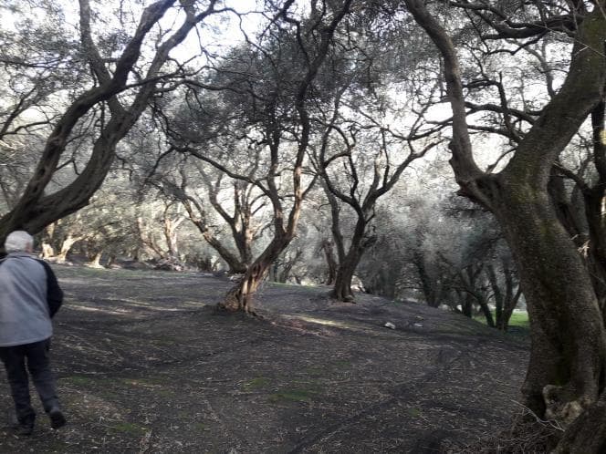 Αγροτεμάχιο στην Άγιος Γεώργιος, Κέρκυρα — Φωτογραφία 11 από 18
