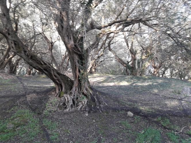 Αγροτεμάχιο στην Άγιος Γεώργιος, Κέρκυρα — Φωτογραφία 3 από 18