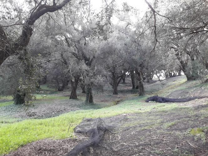 Αγροτεμάχιο στην Άγιος Γεώργιος, Κέρκυρα — Φωτογραφία 7 από 18