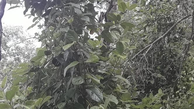 Οικόπεδο στην Αχίλλειο, Κέρκυρα — Φωτογραφία 28 από 30