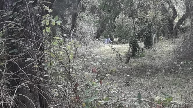Οικόπεδο στην Αχίλλειο, Κέρκυρα — Φωτογραφία 26 από 30