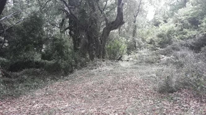 Οικόπεδο στην Αχίλλειο, Κέρκυρα — Φωτογραφία 24 από 30