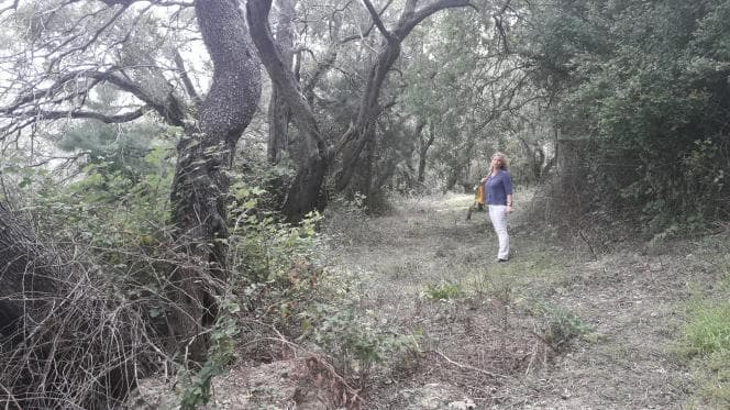 Οικόπεδο στην Αχίλλειο, Κέρκυρα — Φωτογραφία 27 από 30